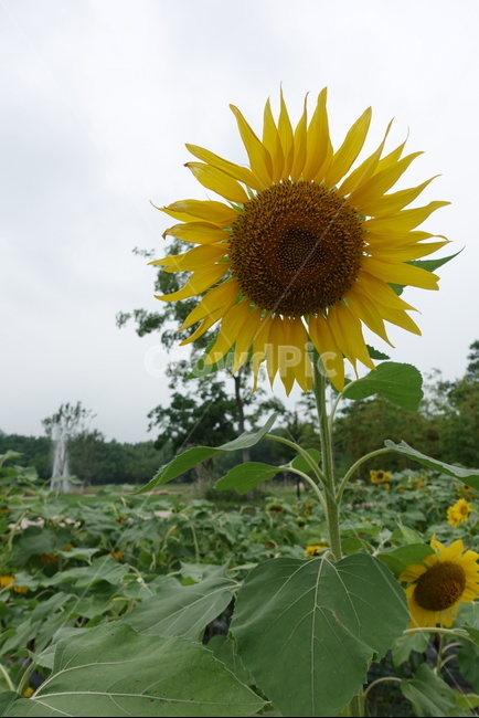 해바라기,꽃,공원,울산,여름,식물,자연,plants,nature,꽃,flower