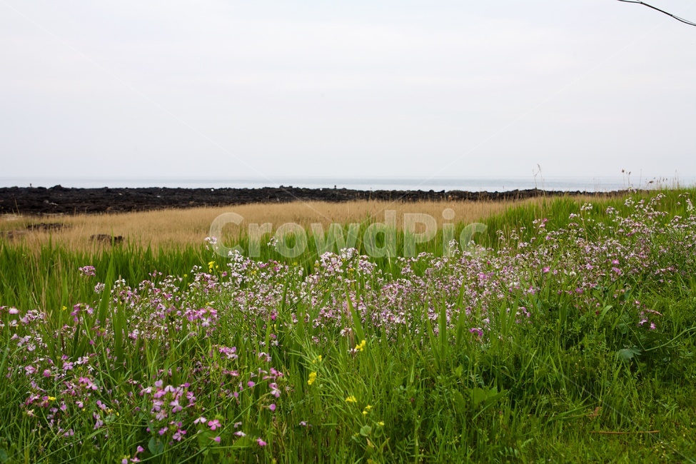 제주도,jeju,가을,바닷가,들꽃,녹색,풍경,자연,풍경,nature,landscape,제주도,jeju,jeju island,outdoors,옥외,grassland,목초지,field,들,farm,농장,meadow,rural,농촌