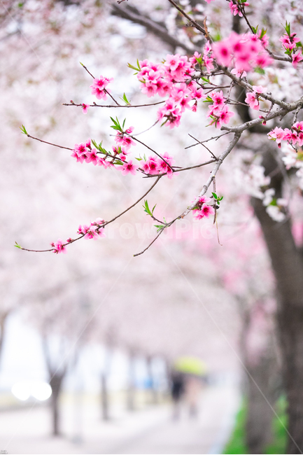 벚꽃길,벚꽃,길가벚꽃,홍매화,홍매화벚꽃,봄,계절,spring,season,식물,자연,plants,nature,꽃,flower,plant
