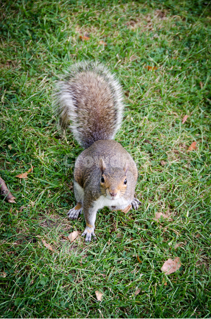 squirrel,green,nature,mammal,grass,rodent,animal,wild animals,cute,wild,park