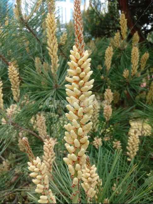 송모,송침,상록침엽교목,양지식물,식물,소나무,송화,식물,자연,plants,nature,꽃,flower
