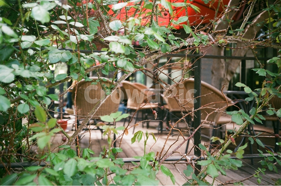 필름사진,자연,의자,분위기,나뭇잎,식물,자연,plants,nature