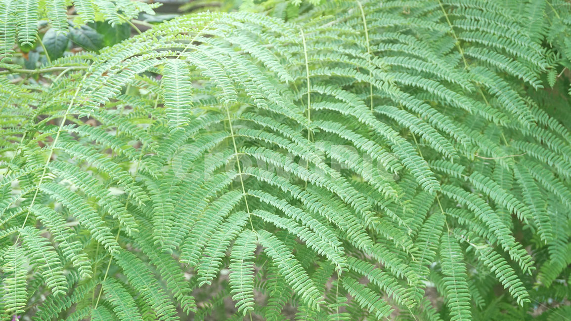 시원한,나뭇잎,잎,줄기,plant,식물,초록색,자연,배경화면