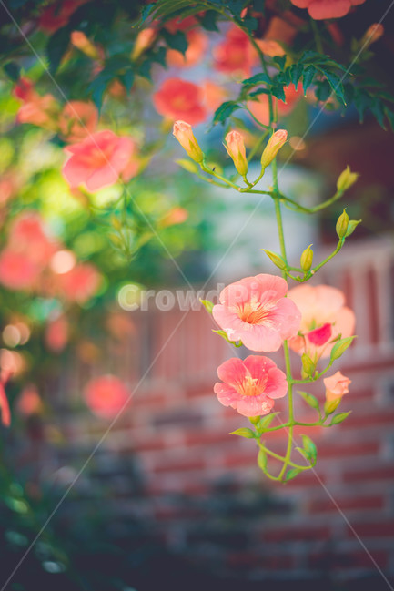 능소화,식물,꽃,주황색,여름꽃,식물,자연,plants,nature,꽃,flower