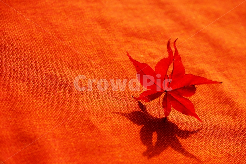 단풍잎,단풍,단풍나무,낙엽,가을,가을,계절,fall,autumn,season,leaf,잎,plant,식물,tree,나무
