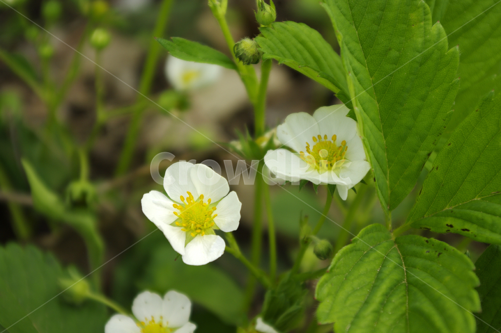 딸기꽃,꽃,flower,plant,식물,식물,자연,plants,nature,꽃,flower