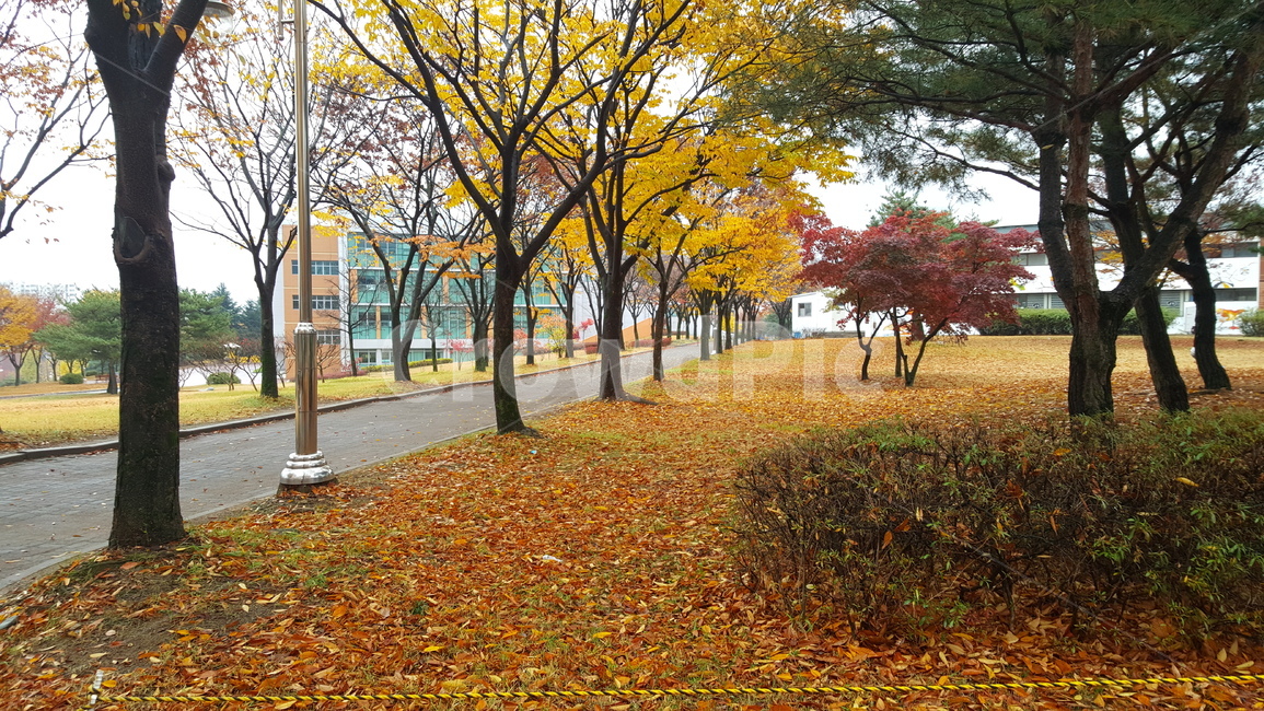 가을,단풍,낙엽,autumn,maple,fall,가을,계절,fall,autumn,season,tree,나무,plant,식물,tree trunk,나무 줄기