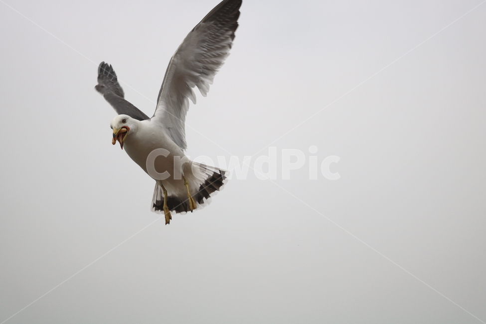 갈매기,새,조류,동물,하늘,동물,animal,조류,새,birds