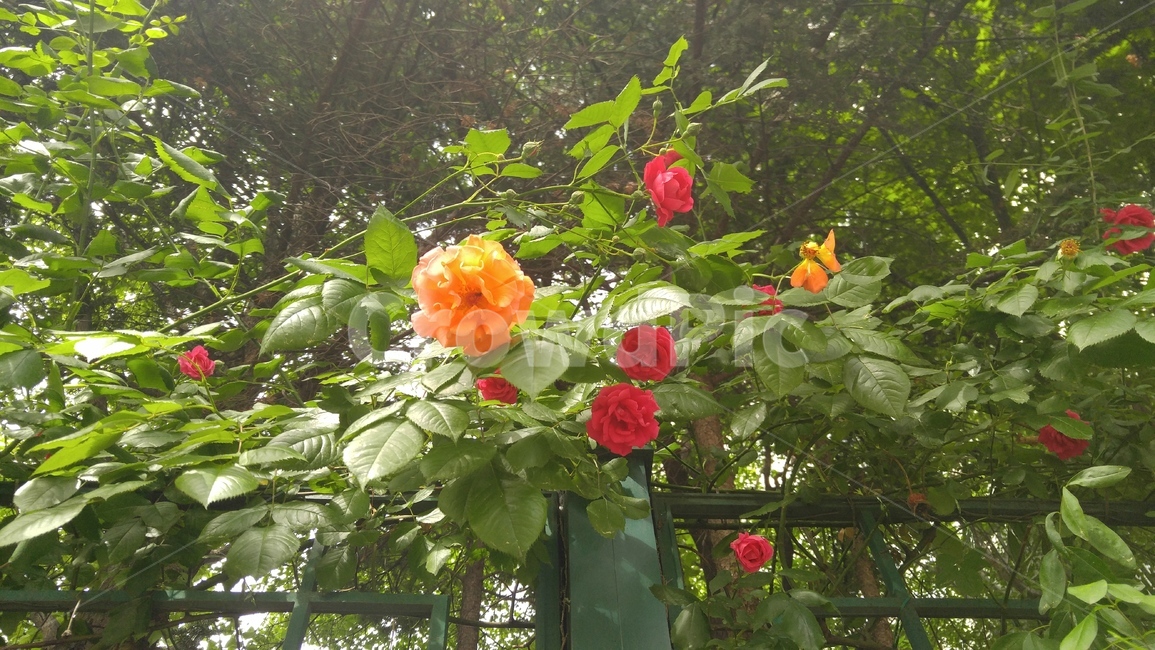 장미,장미넝쿨,장미다발,이쁜장미,장미가로수