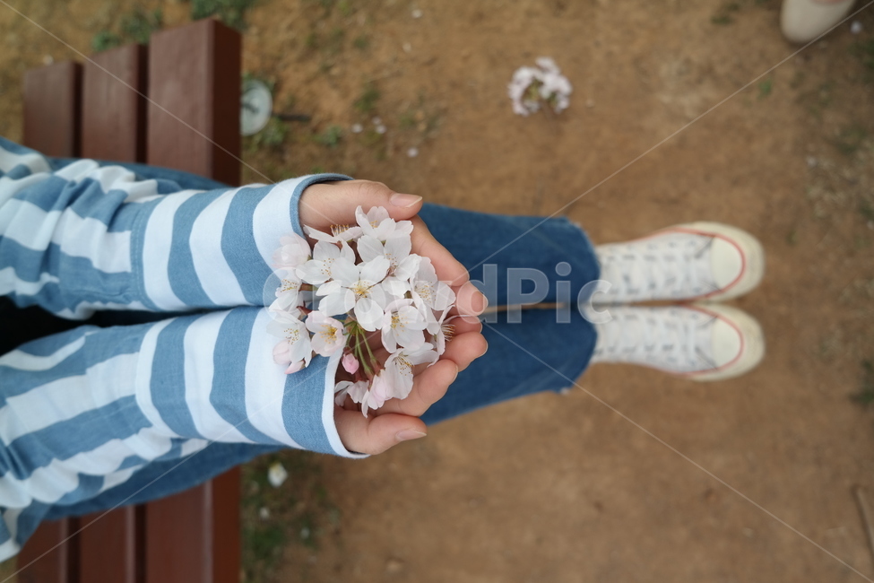 사람,인간,꽃,벚꽃,손,여자,봄,식물,자연,plants,nature,꽃,flower,신체일부,몸,body