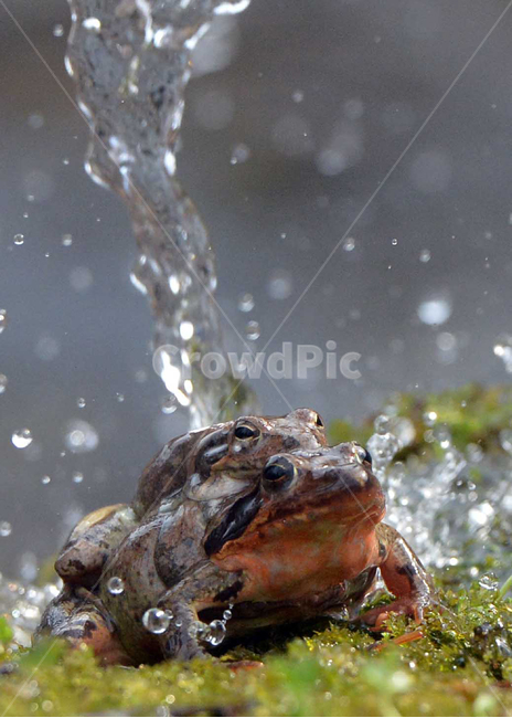 개구리,봄,경칩,frog,물줄기,cool,watercourse,water,stream,봄,계절,spring,season,동물,animal,파충류,양서류,reptile,amphibian,toad,두꺼비,wildlife,야생 동물,수륙 양용 비행기