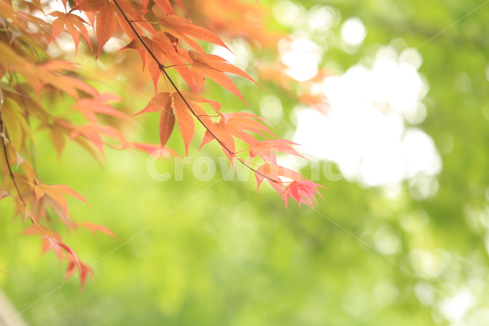 푸르름,녹음,봄,여름,화사함,5월,계절,may,season,식물,자연,plants,nature,휴식,힐링,rest,relaxation,healing