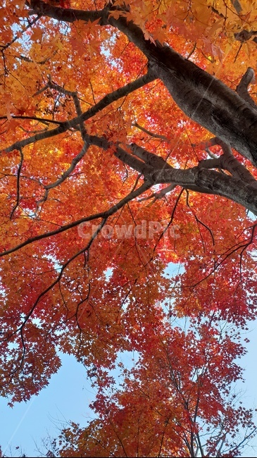 단풍,나무,가을,단풍나무,빨간,가을,계절,fall,autumn,season,tree,plant,식물,maple,leaf,잎