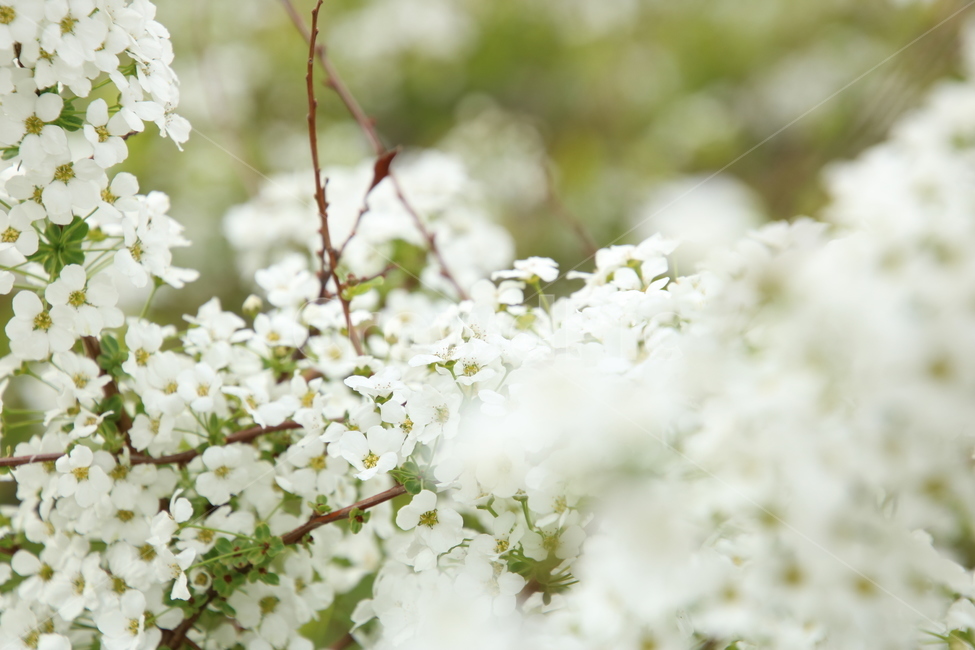 봄,봄꽃,꽃,흰꽃,흰색,흰,flower,whiteflower,white,하얀,하얀색,하얀꽃,봄,계절,spring,season,식물,자연,plants,nature,꽃,flower,plant,blossom
