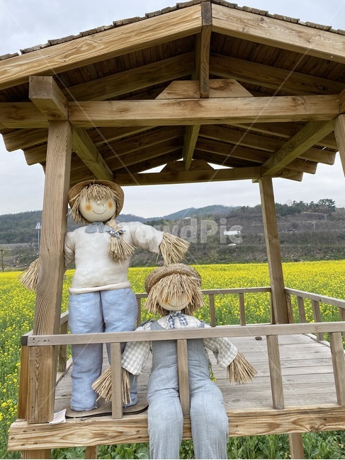 spring,유채꽃,봄,허수아비,scarecrow,소풍