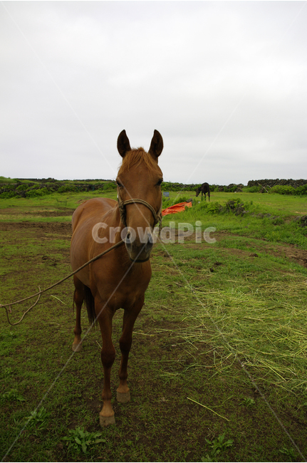 말,제주,동물,animal,포유류,제주도,jeju,jeju island,동물,animal,포유류,mammal,horse,colt horse,콜트 호스