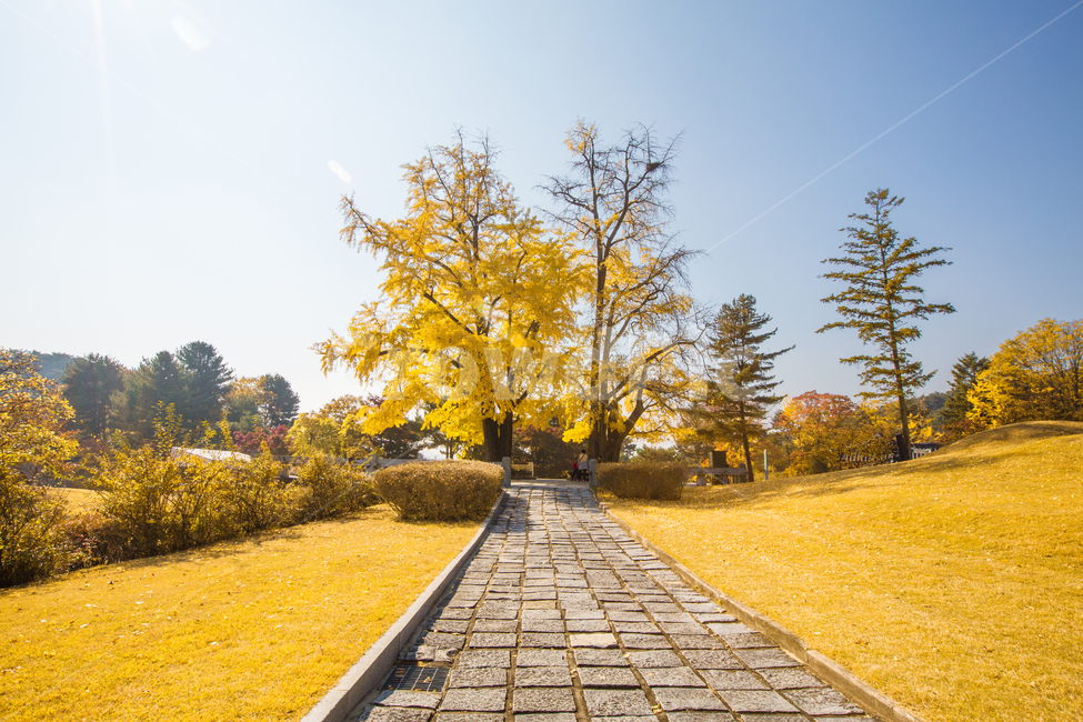 자연,풍경,가을,경치,나무,은행나무,길,은행나무길,단풍,노란,노란단풍,은행잎,계절,낙엽,가로수,포장도로,오솔길,단풍길,가을길,가을,계절,fall,autumn,season,자연,풍경,nature,landscape,path,통로,walkway,보도,sidewalk,pavement,포장
