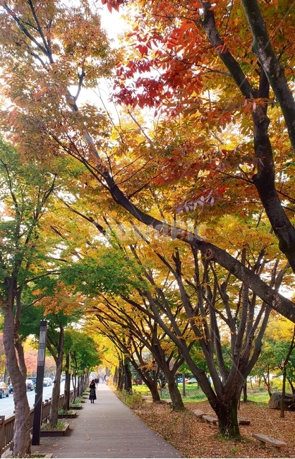 가을,fall,단풍,나무,tree,산책길,가을,계절,fall,autumn,season