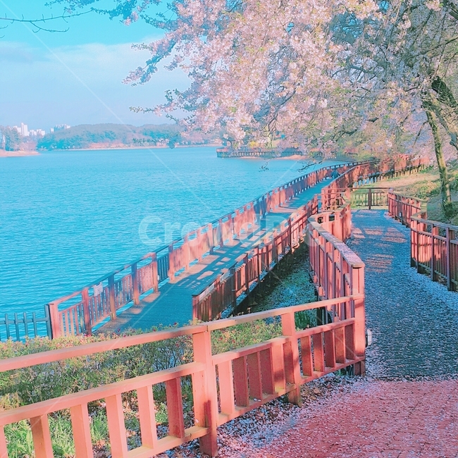 벚꽃,봄,꽃,나무,자연,감성,사쿠라,힐링,핑크,봄,계절,spring,season,자연,풍경,nature,landscape,bridge,다리,building,건물