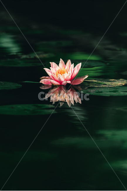 꽃,봄꽃,flower,연꽃,plants,핑크색,식물,자연,plants,nature,꽃,flower