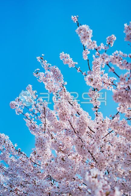 blue sky,pink,Cherry Blossom,nature,tree,spring plants,pink flower,Emotional photo,flower,spring flowers,spring,plant,emotional cherry blossom