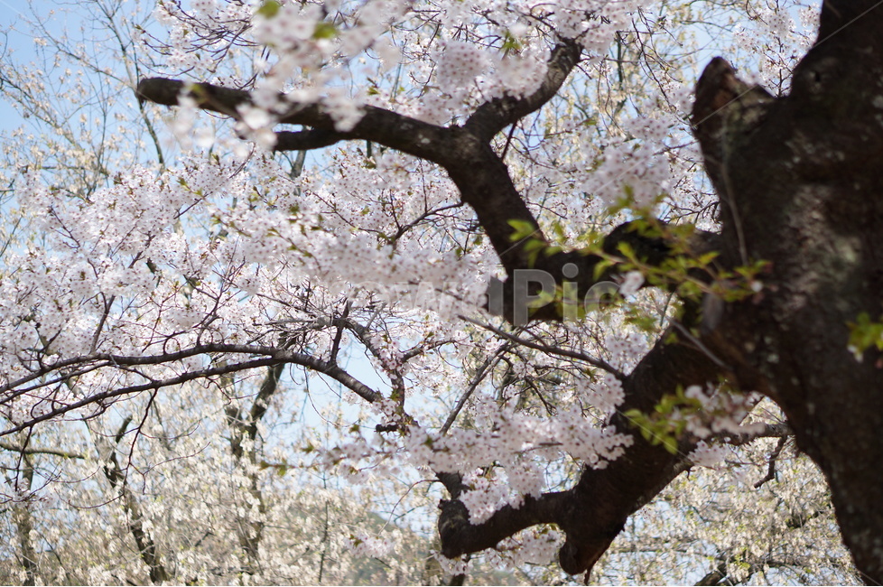 벚꽃,파랑,하늘,구름,풍경,봄,계절,spring,season,식물,자연,plants,nature,꽃,flower,나무,trees,wood,plant,cherry blossom,blossom