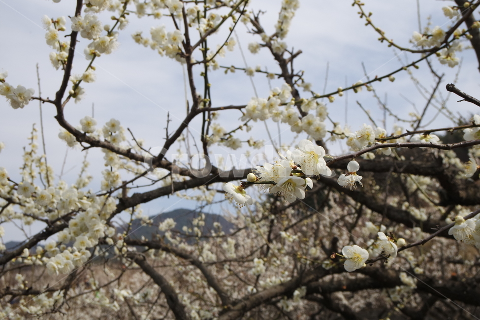 매화,봄,봄꽃,꽃,매실꽃,flower