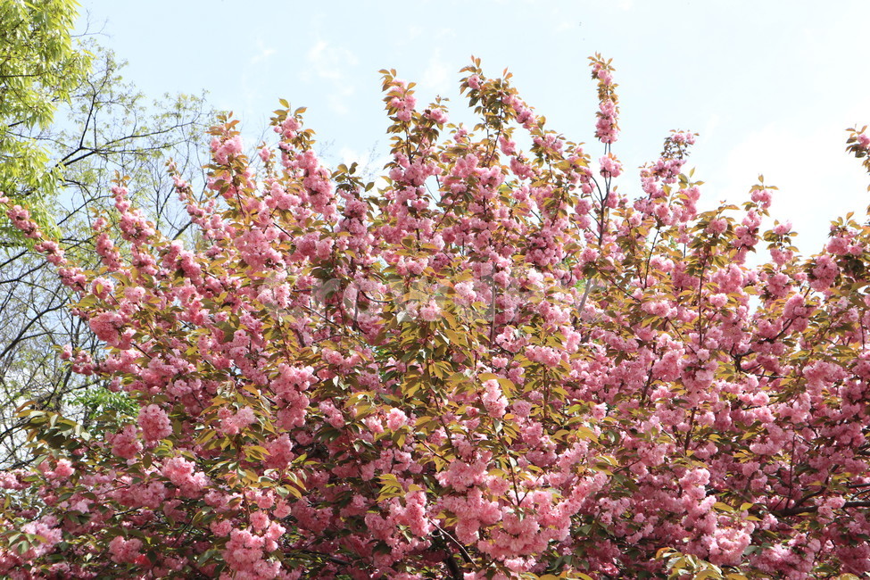 겹벚꽃,꽃,벚꽃,분홍색,봄,자연,식물,spring,pink,flower