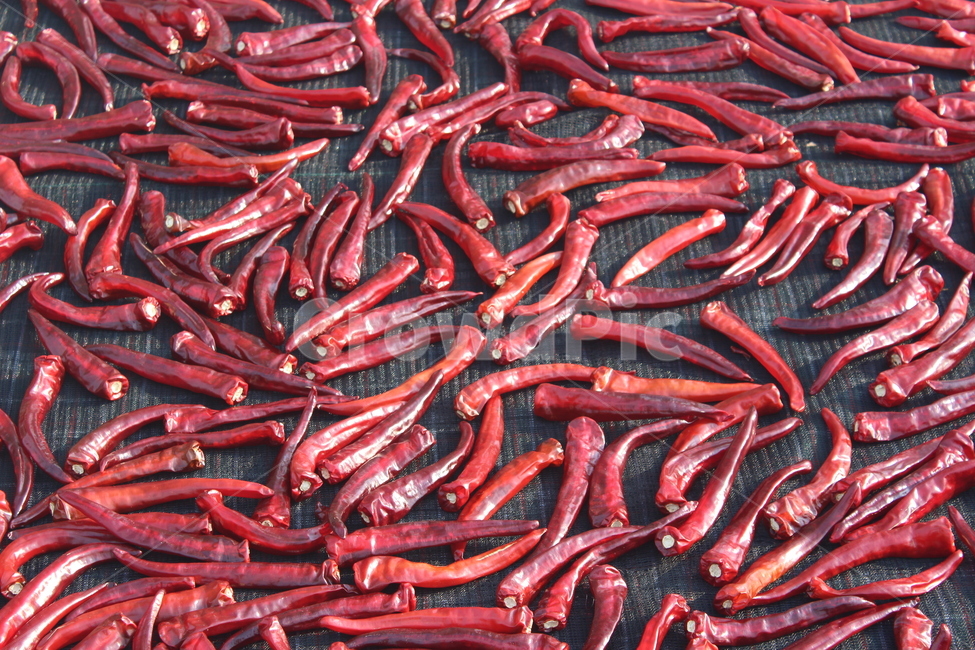 고추,red,빨간색,가을,자연