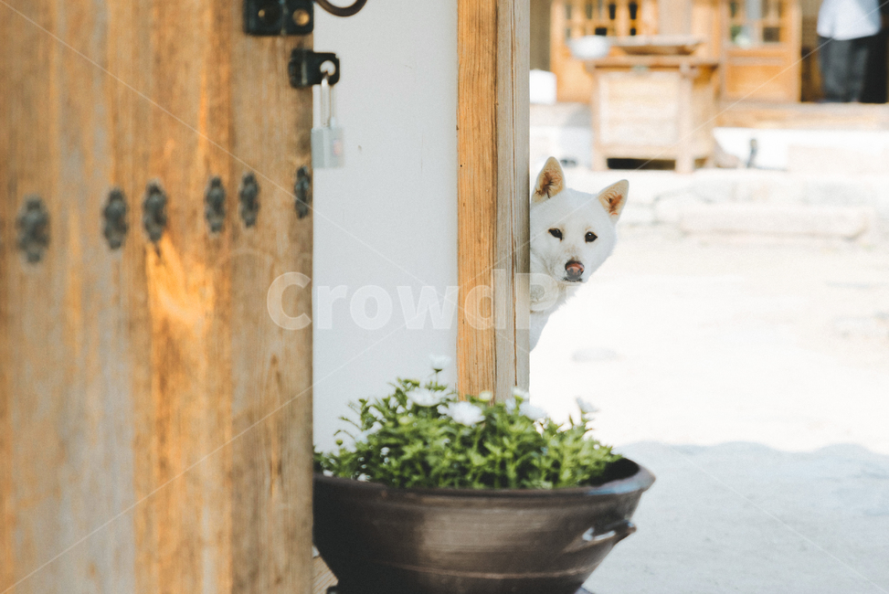 강아지,반려견,진돗개,한옥,동물,전통가옥,빛,숨바꼭질,밝은,대문,마당,animal,dog,puppy,tradition,exterior,동물,animal,포유류,mammal,개,강아지,dog,doggy,감성,sensible,feeling