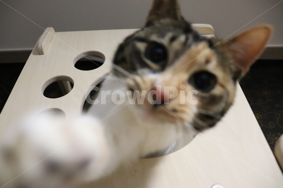 고양이,반려동물,그루밍,코리안숏헤어,삼색고양이,코숏,집냥이,동물,동물,animal,포유류,mammal,고양이,cat,kitten,kitty