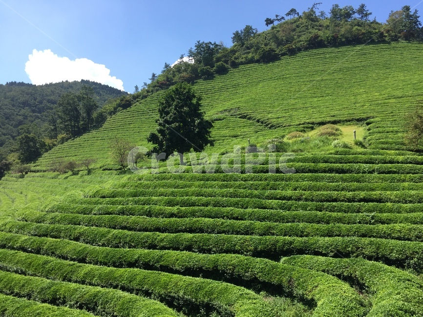 nature,자연,녹차,초록,green,보성,농업,농사,agriculture,farming,farming industry