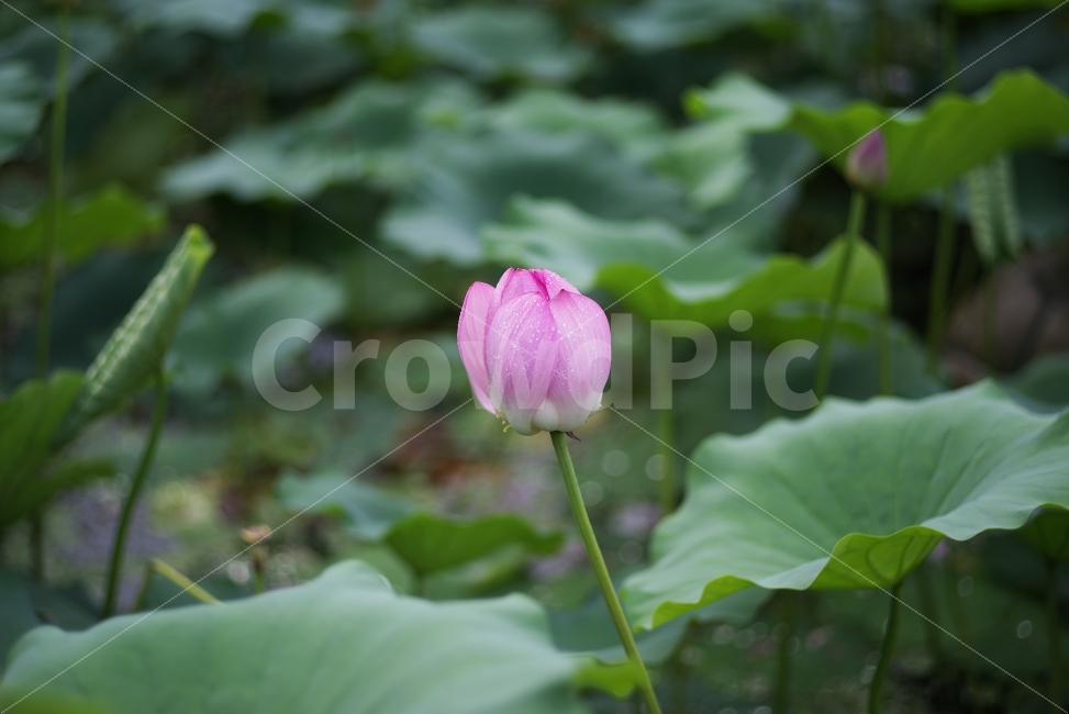 꽃,연꽃,여름,여름꽃,감성사진,연봉오리,꽃봉오리,꽃잎,연잎,배경화면,lotus,petal,flower,floral,flora,leaf,summer,bloom,blooming,blossom,pink,pinkpetal,summerflower,background,beauty,beautiful,nature,natural,자연,plant,summerbackground,식물,자연,plants,nature,꽃,flower