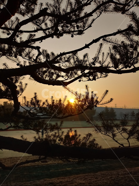 일출,해돋이,태양,옥외,자연,나무,붉은하늘,햇빛,하늘,빛,새벽,sunset,outdoors,sunlight,nature,redsky,sky
