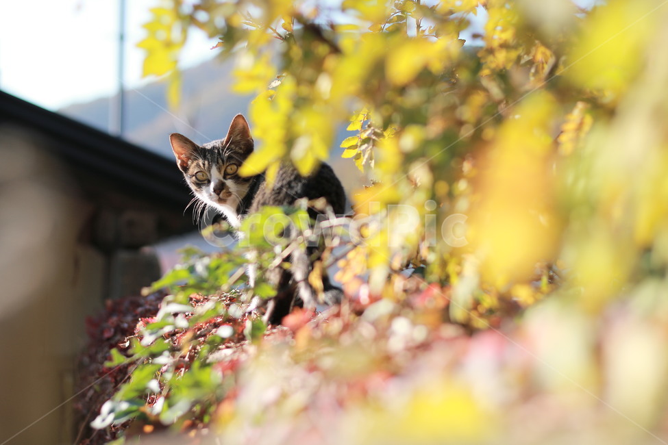 가을,담벼락,고양이,길냥이,해질녘,동물,동물,animal,포유류,mammal,고양이,cat,kitten,kitty
