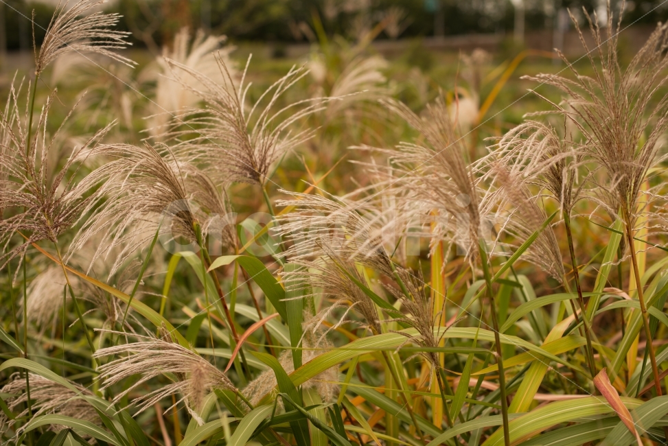억새풀,가을,중랑천의가을,바람,식물,자연,silvergrass,autumn,wind,plant,nature,brown,grass,closeup,leaf,가을,계절,fall,autumn,season,식물,자연,plants,nature,잔디,lawn,reed,갈대