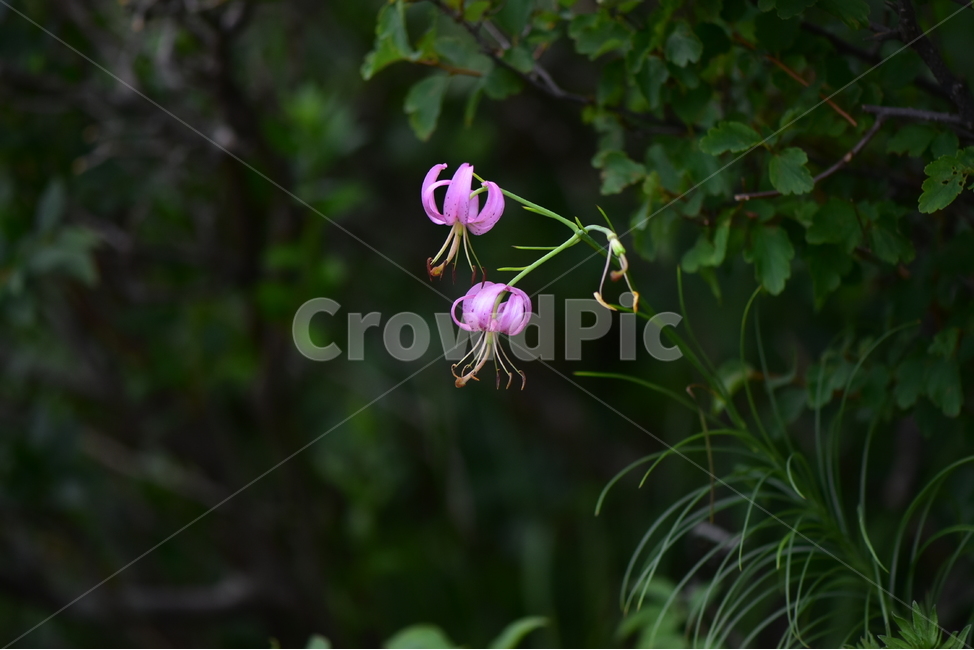 솔나리,야생화,식물,자연,꽃,생태,힐링,플라워,wildflower,flower,plants,nature,season,감성,느낌,emotion,feeling,백합목,백합과,여름,백합속,분홍색,여러해살이풀,식물,자연,plants,nature,꽃,flower