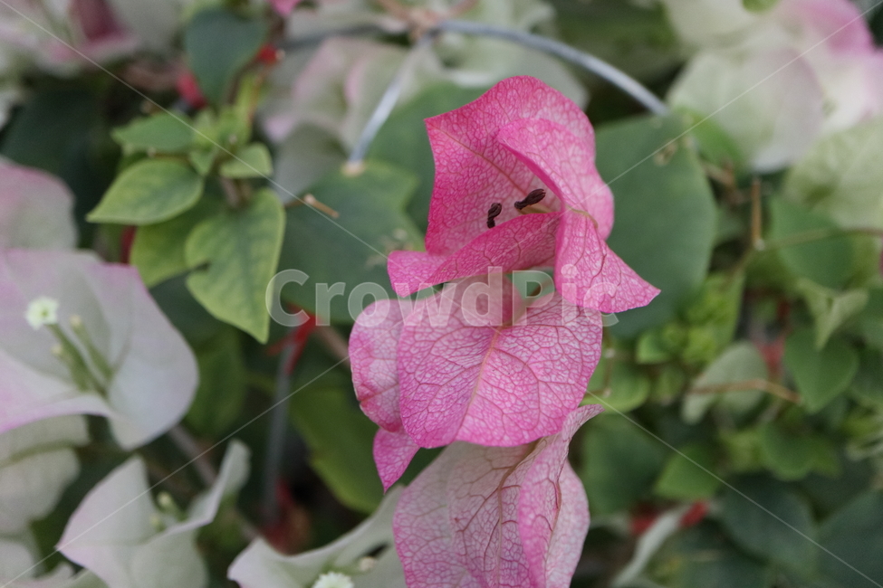 blossom,꽃,flower,plant,식물,부겐빌레아,bougainvillea,관목,핑크엔젤,부겐베리아,온실,쌍떡잎식물