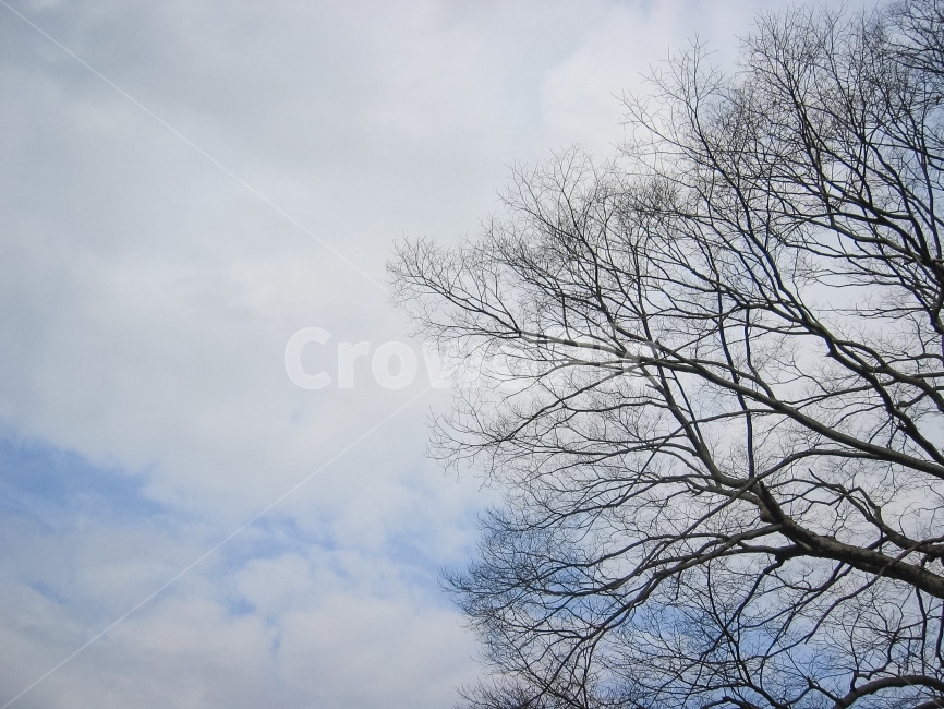 하늘,구름,나무,앙상함,초겨울,blueish,겨울,계절,winter,season,자연,풍경,nature,landscape,식물,plants,나무,trees,wood,plant,tree