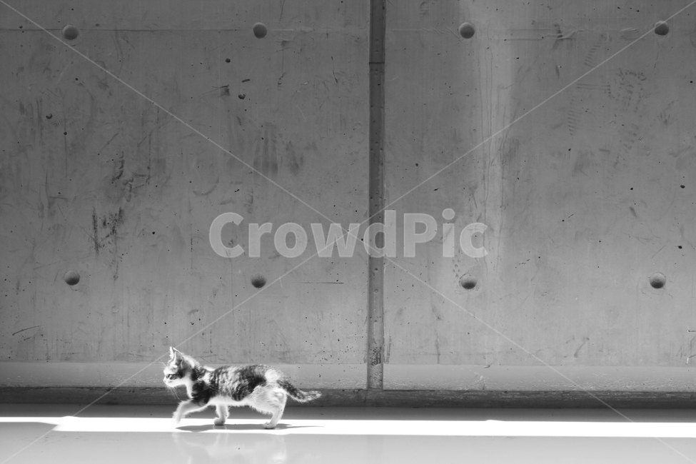 새끼고양이,고양이,길냥이,길거리고양이,cat,kitten,baby,loneliness,외로움,콘크리트벽,pet,animal,동물,포유류,mammal,one,동물,animal,포유류,mammal,고양이,cat,kitten,kitty,흑백,모노톤,monochrome,black and white