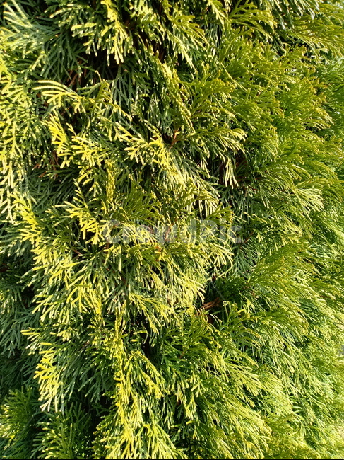 나무,식물,tree,plant,측백나무,잎,줄기,식물,자연,plants,nature