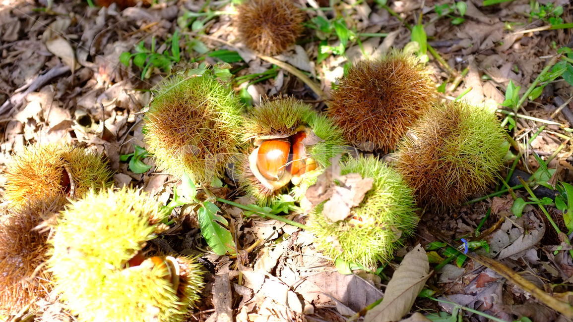 밤,밤가시,chestnut,marron,food