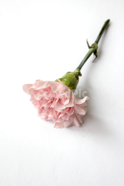 카네이션,꽃,감사,고마움,어버이날,스승의날,기념일,핑크,분홍색,분홍,pink,thanks,closeup,flower,카네이션꽃,생화,식물,신선한,탑앵글,흰배경,식물,자연,plants,nature,꽃,flower,가족,패밀리,family,기념일,축하,anniversary,congratulation,celebrate,celebration,누끼,remove background