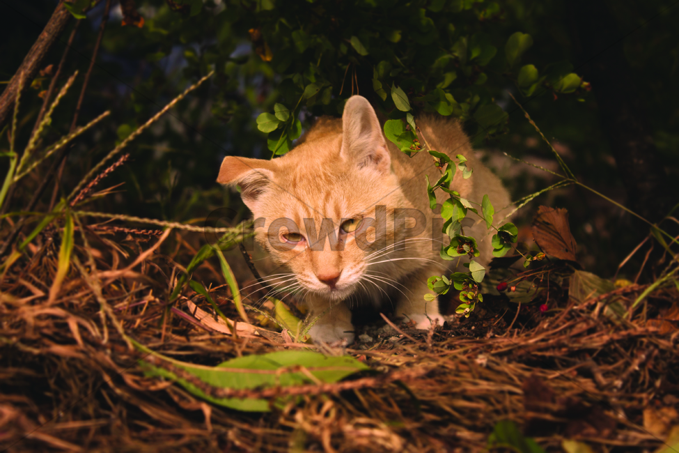 고양이,냥이,동물,귀여움,경계,동물,animal,포유류,mammal,고양이,cat,kitten,kitty,감성,sensible,feeling