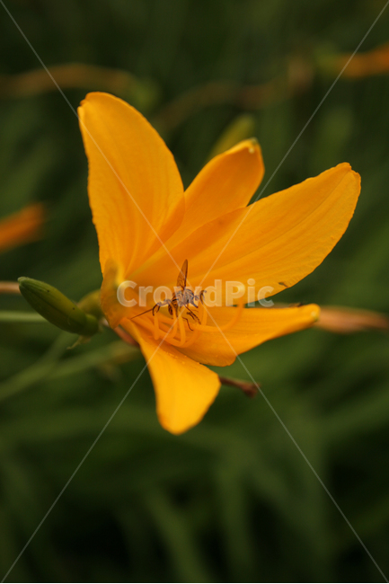 애기원추리,식물,flower,plants,nature,꽃,꽃봉오리,식물,자연,plants,nature,꽃,flower