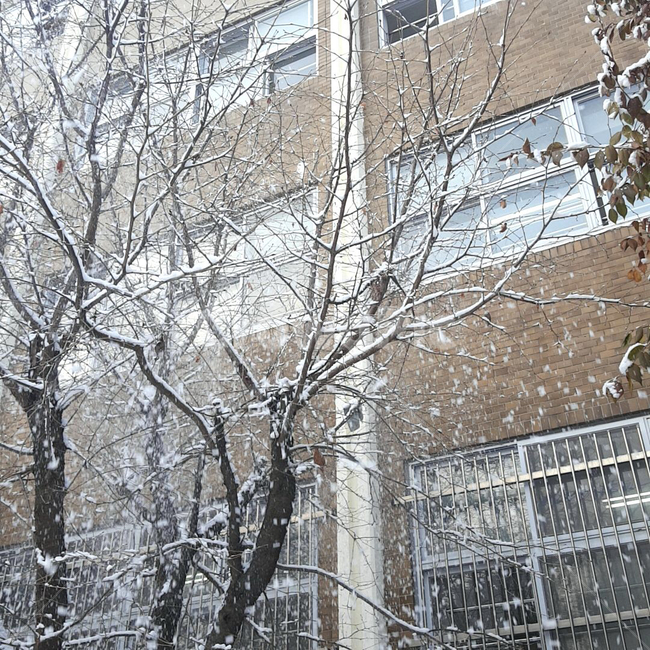 겨울나무,눈,떨어지는눈,겨울,나무