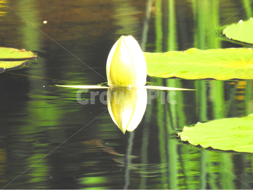 꽃,호수,식물,연꽃,자연,식물,자연,plants,nature,꽃,flower