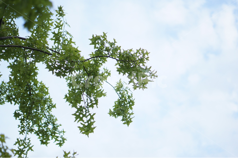 나무,플라타너스,연두,하늘,풍경,봄,자연,풍경,nature,landscape,식물,plants,tree,plant,green,초록
