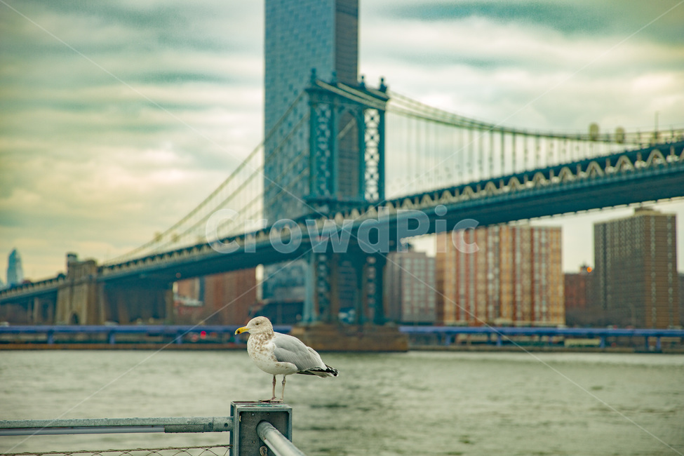 america,american,bird,bridge,brooklyn,building,city,cityscape,downtown,gull,landmark,manhattan,newyork,ny,nyc,river,seagull,tourism,urban,usa,water,미국,뉴욕,다리,대교,브릿지,새,도시,흐림,강,동물,animal,조류,새,birds