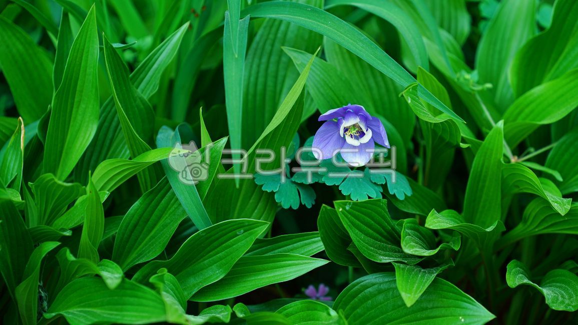 하늘매발톱,매발톱,꽃,봄꽃,정원,꽃밭